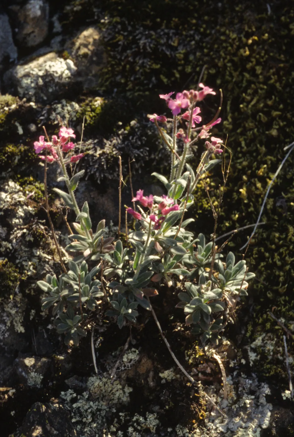 Arabis breweri