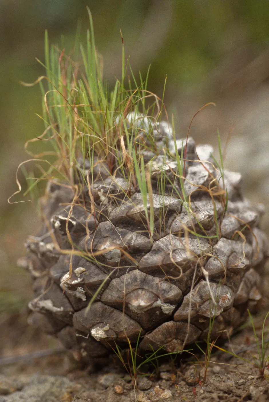 Pinus torreyana cone