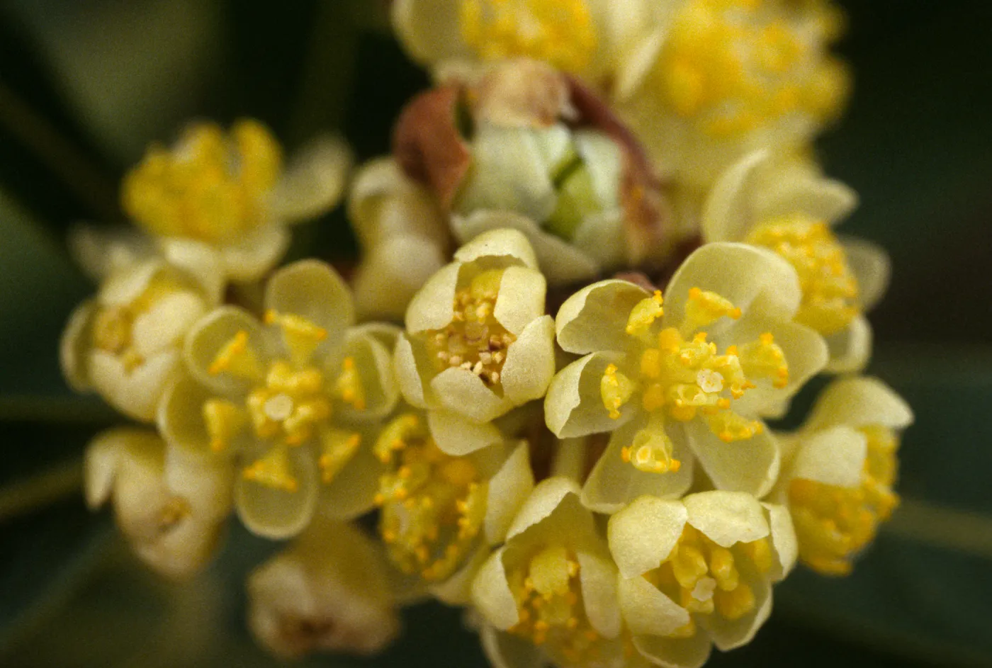 Umbellularia california