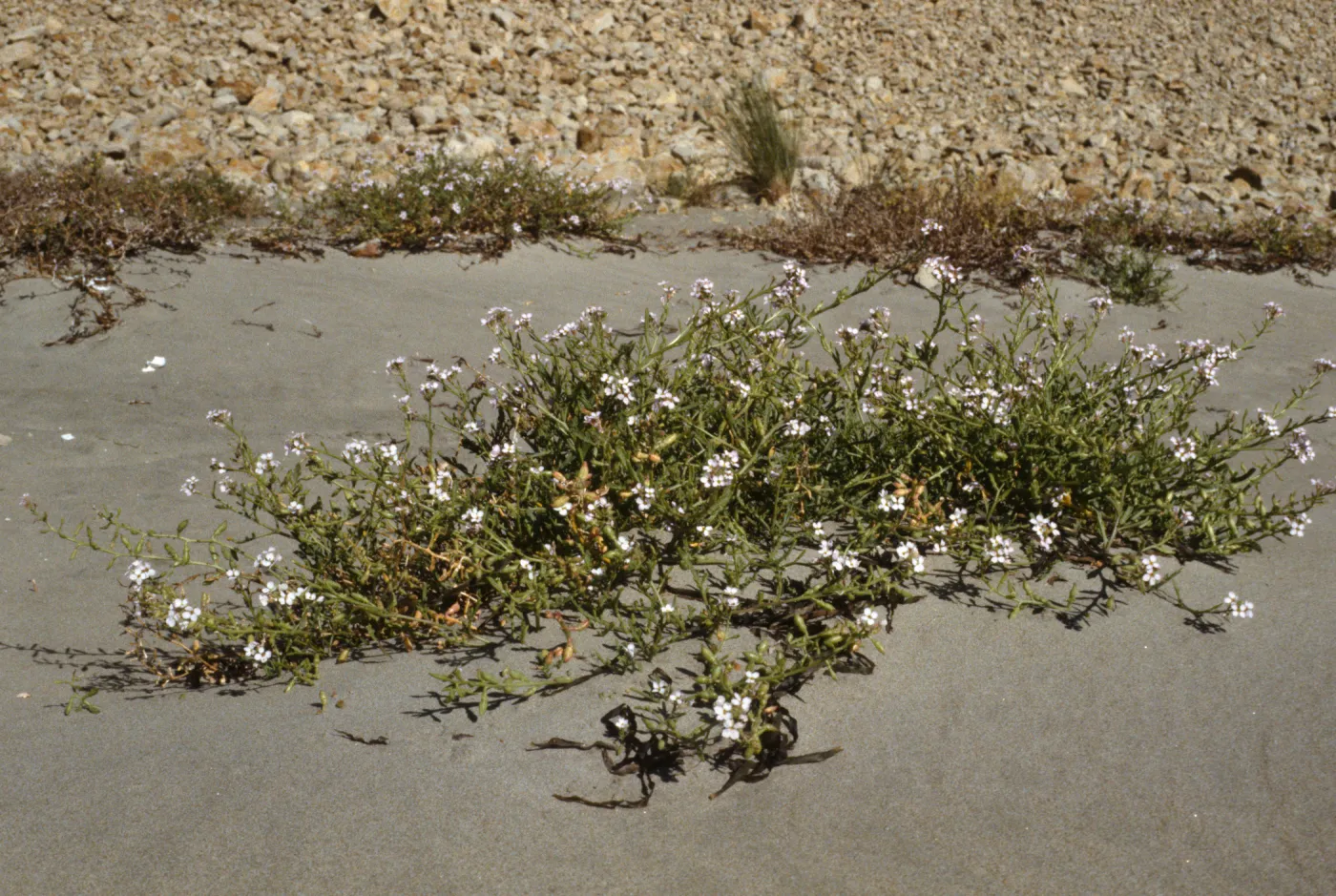 Cakile maritima