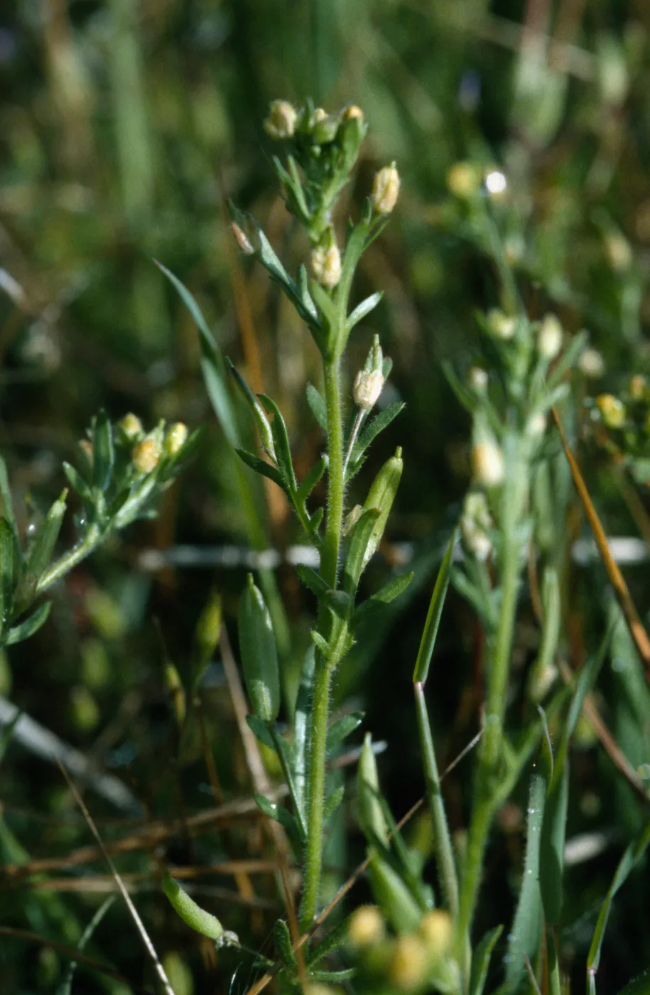 Tropidocarpum capparideum 