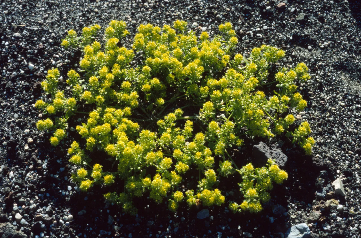 Lepidium flavum