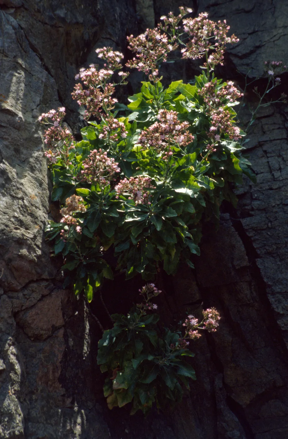Stephanomeria blairii