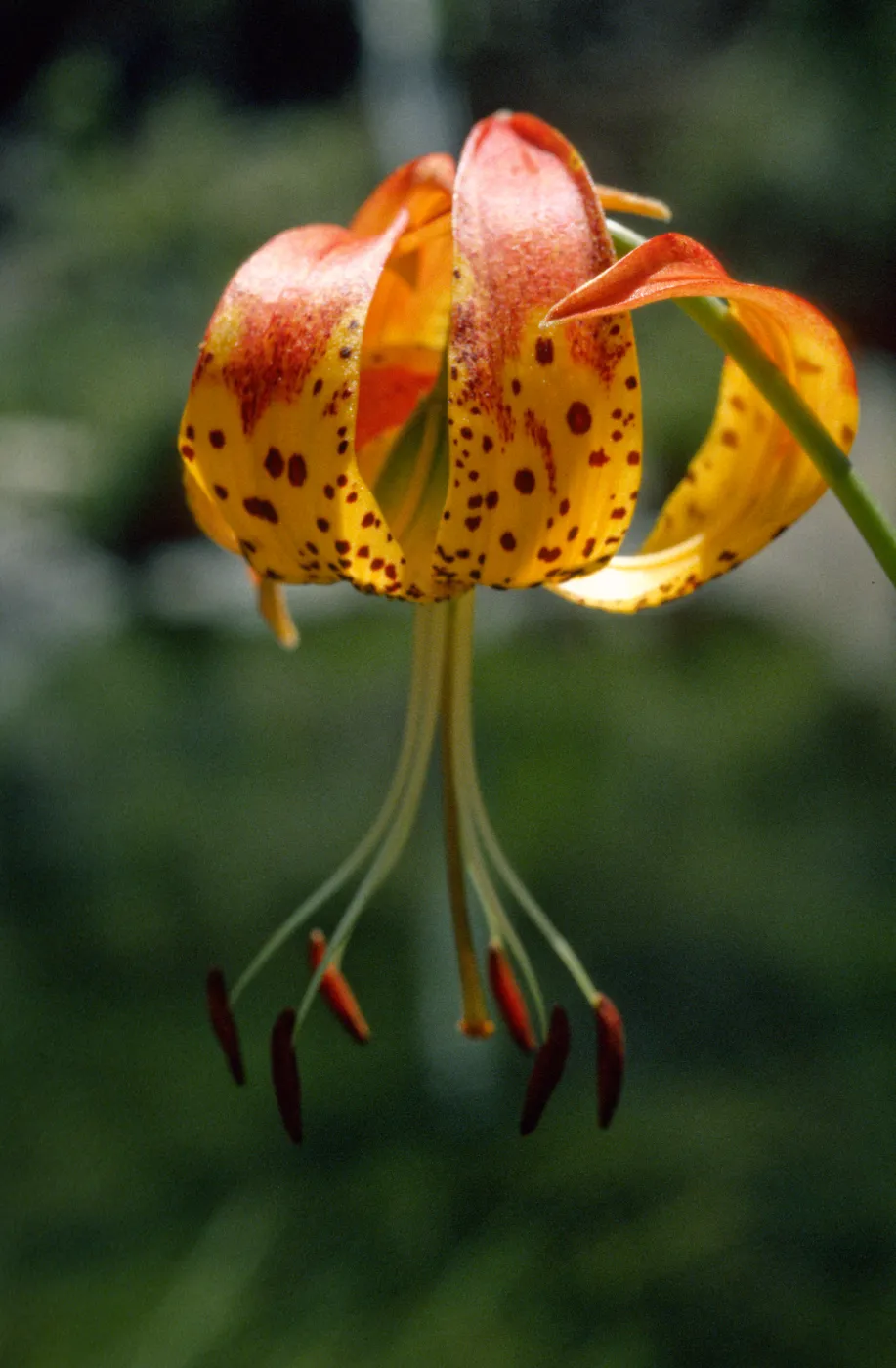 Lilium pardalinum