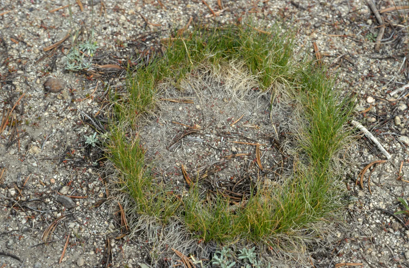 Carex ring