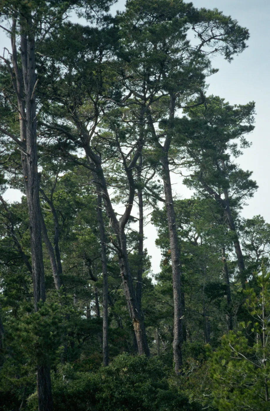 Pinus radiata
