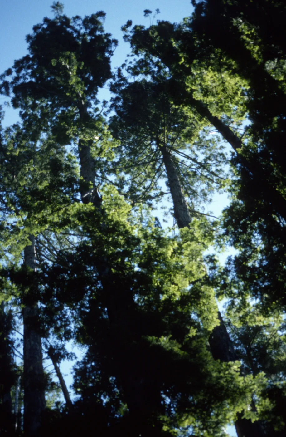 Sequoia (Redwood)