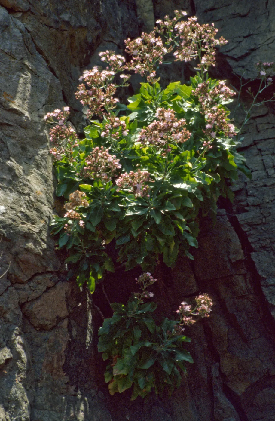 Munzothamaus blairii