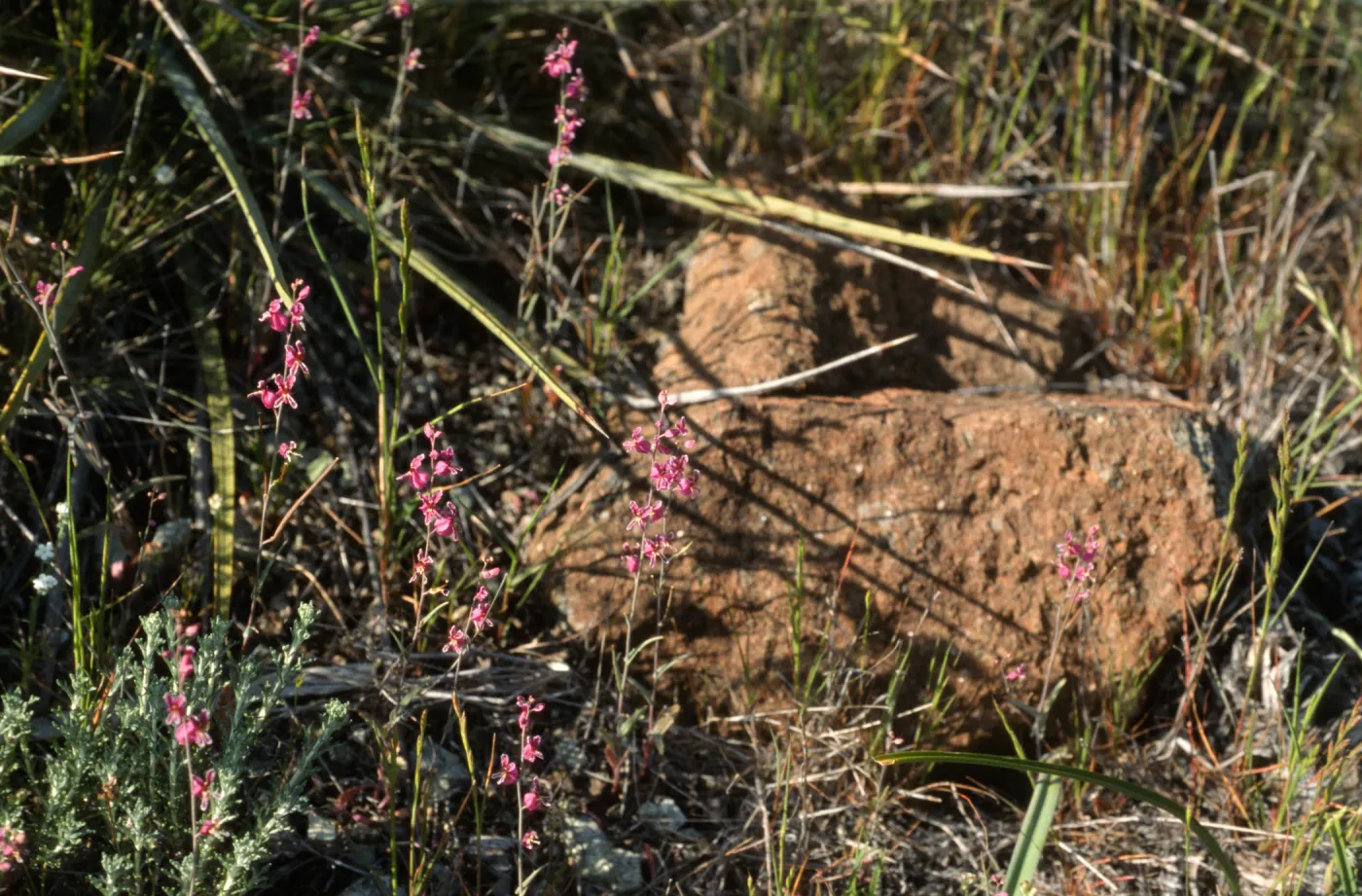 Streptanthus albidus ssp. peramoenus