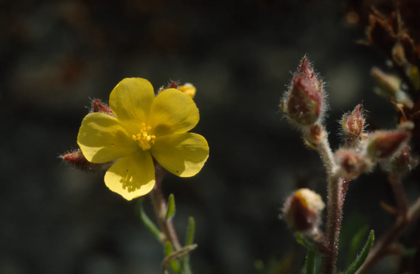 Helianthemum greenei