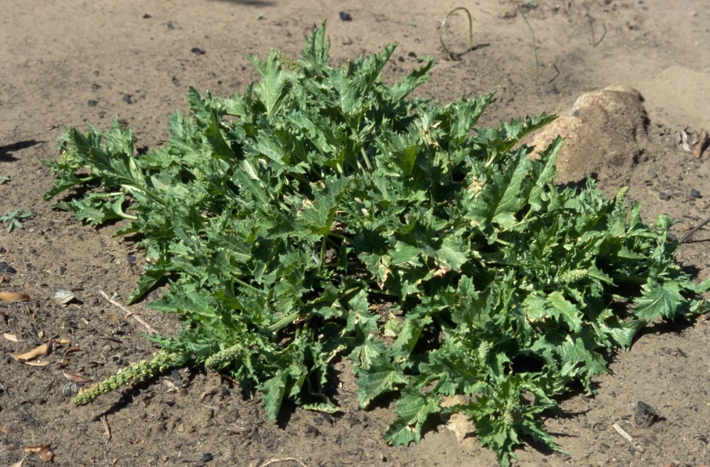 Chenopodium californicum