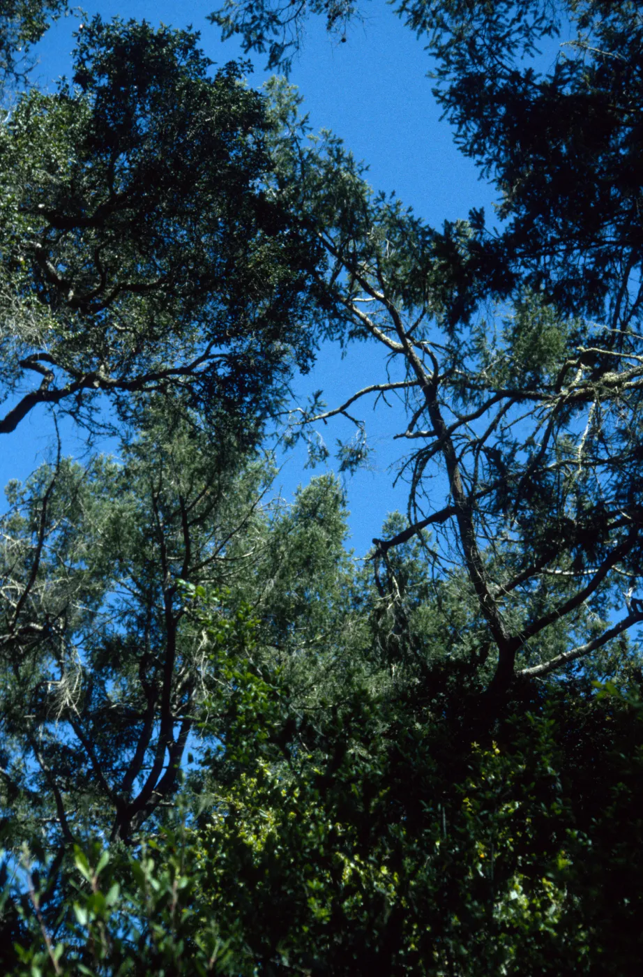 Pseudotsuga menziesii