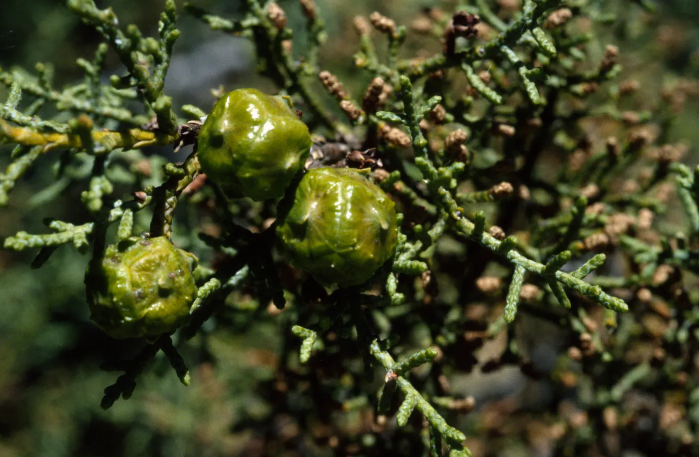 Cupressus sargentii