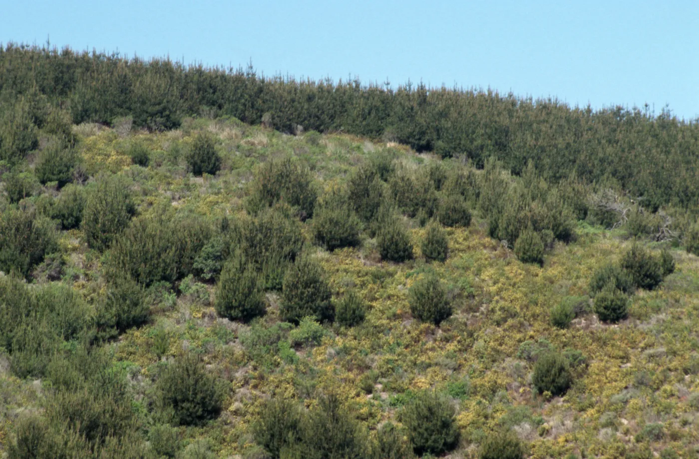 Pinus muricata