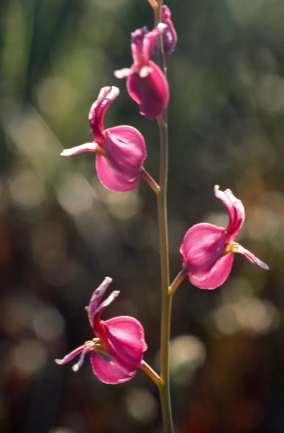Streptanthus albidus ssp. peramoenus