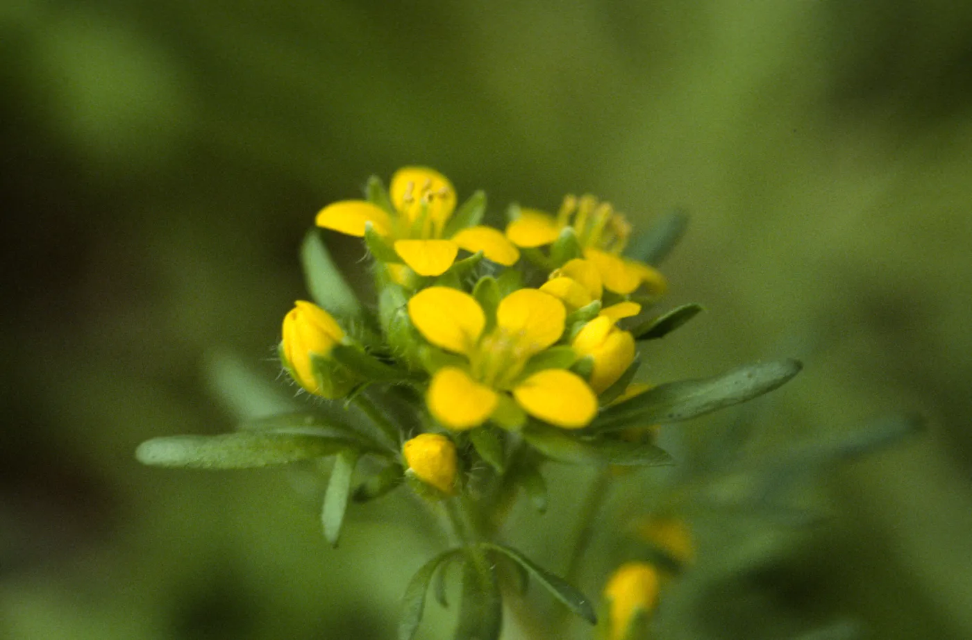 Tropidocarpum capparideum