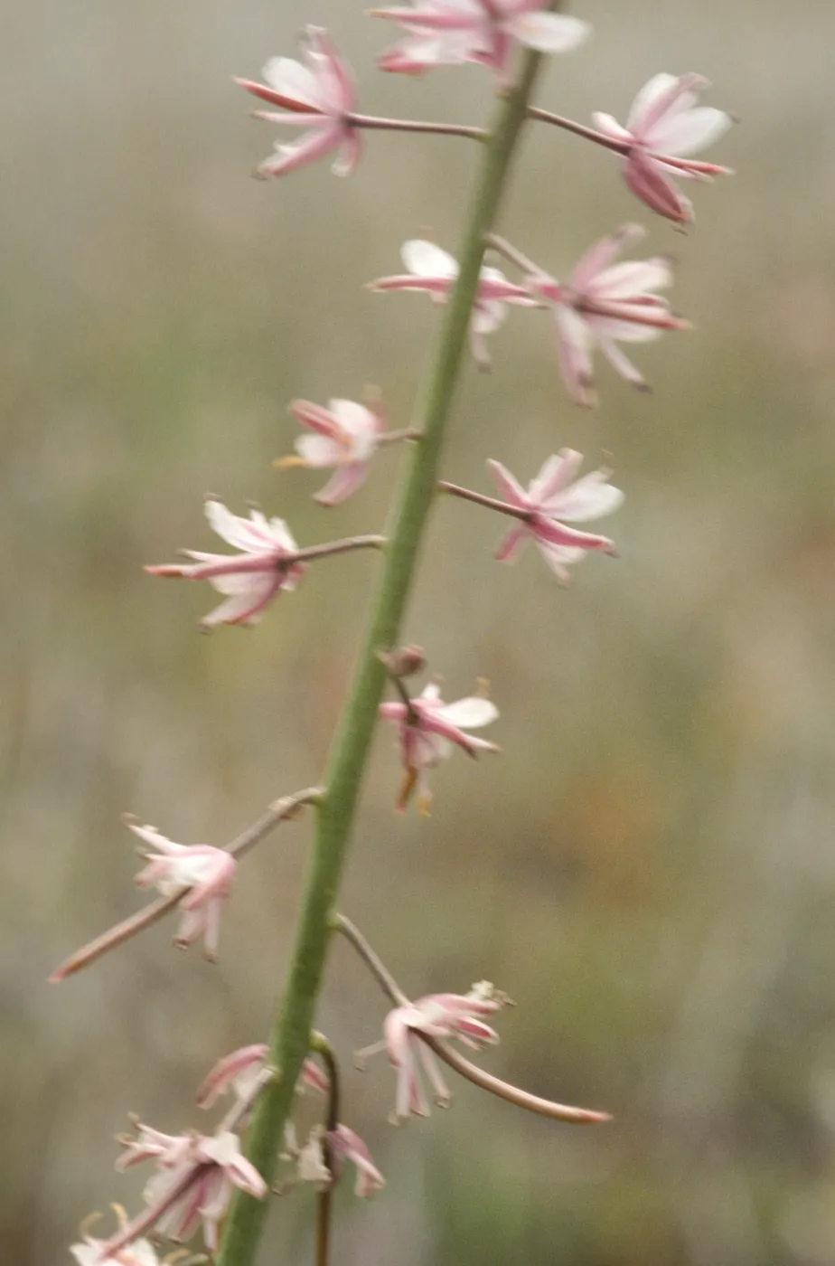 Caulanthus anceps