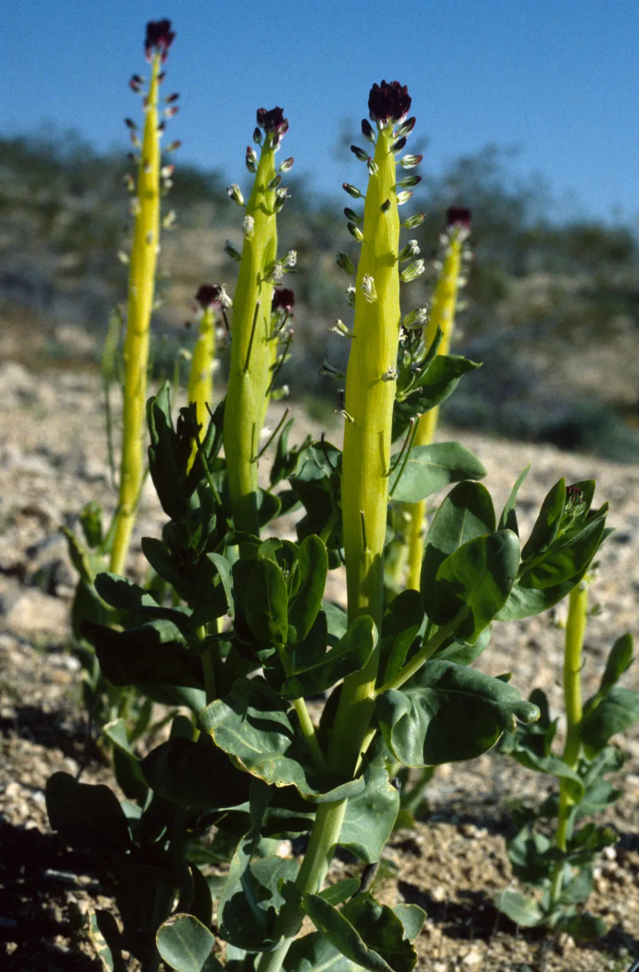 Caulanthus inflatus