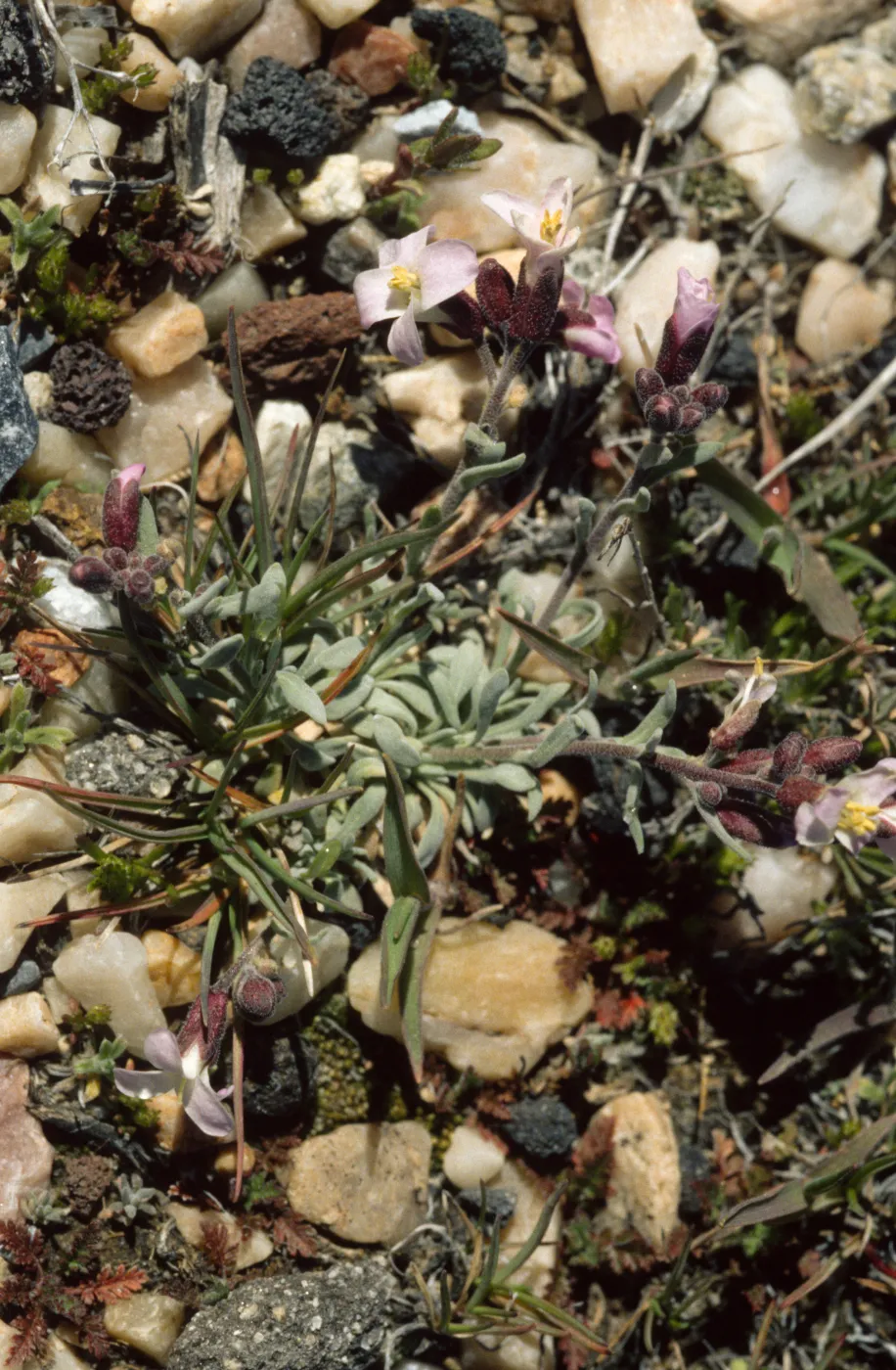 Arabis pareshii