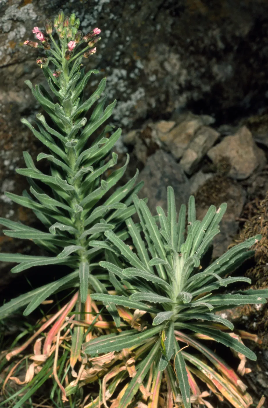 Arabis hoffmannii