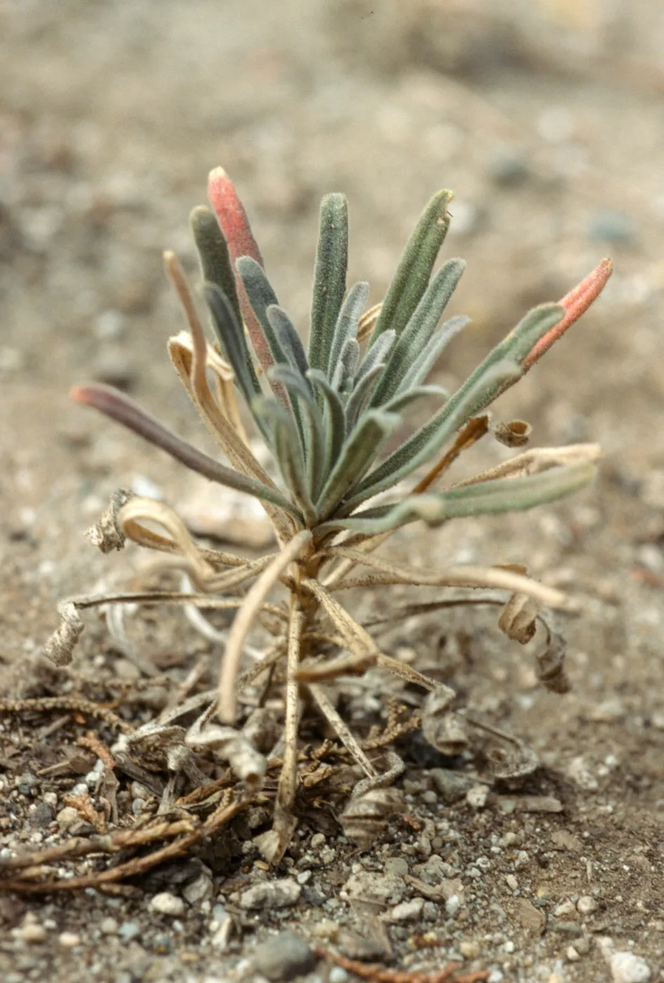 Arabis hoffmannii