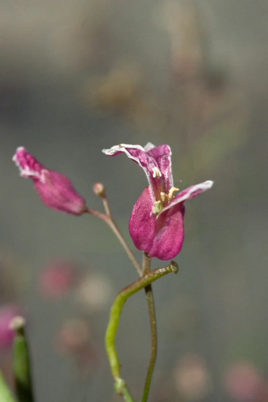 Streptanthus albidus peranoenus