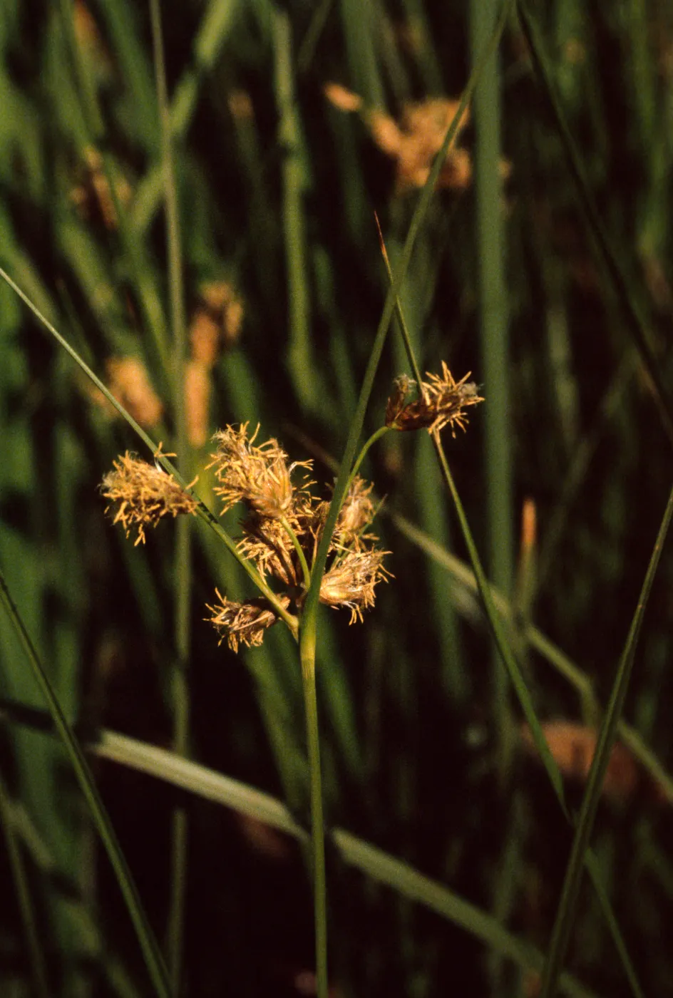Scirpus