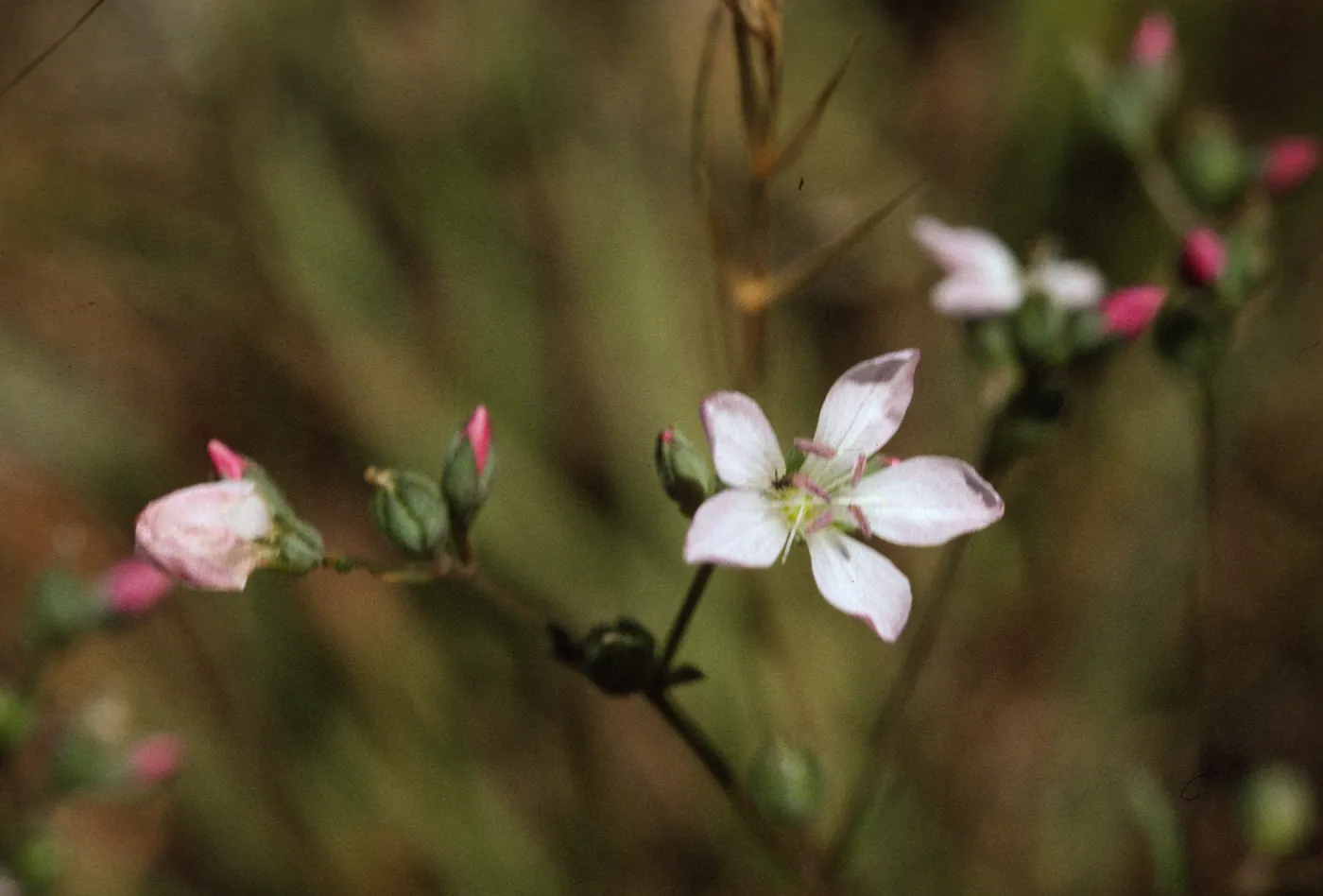 Hesperolinm congestum