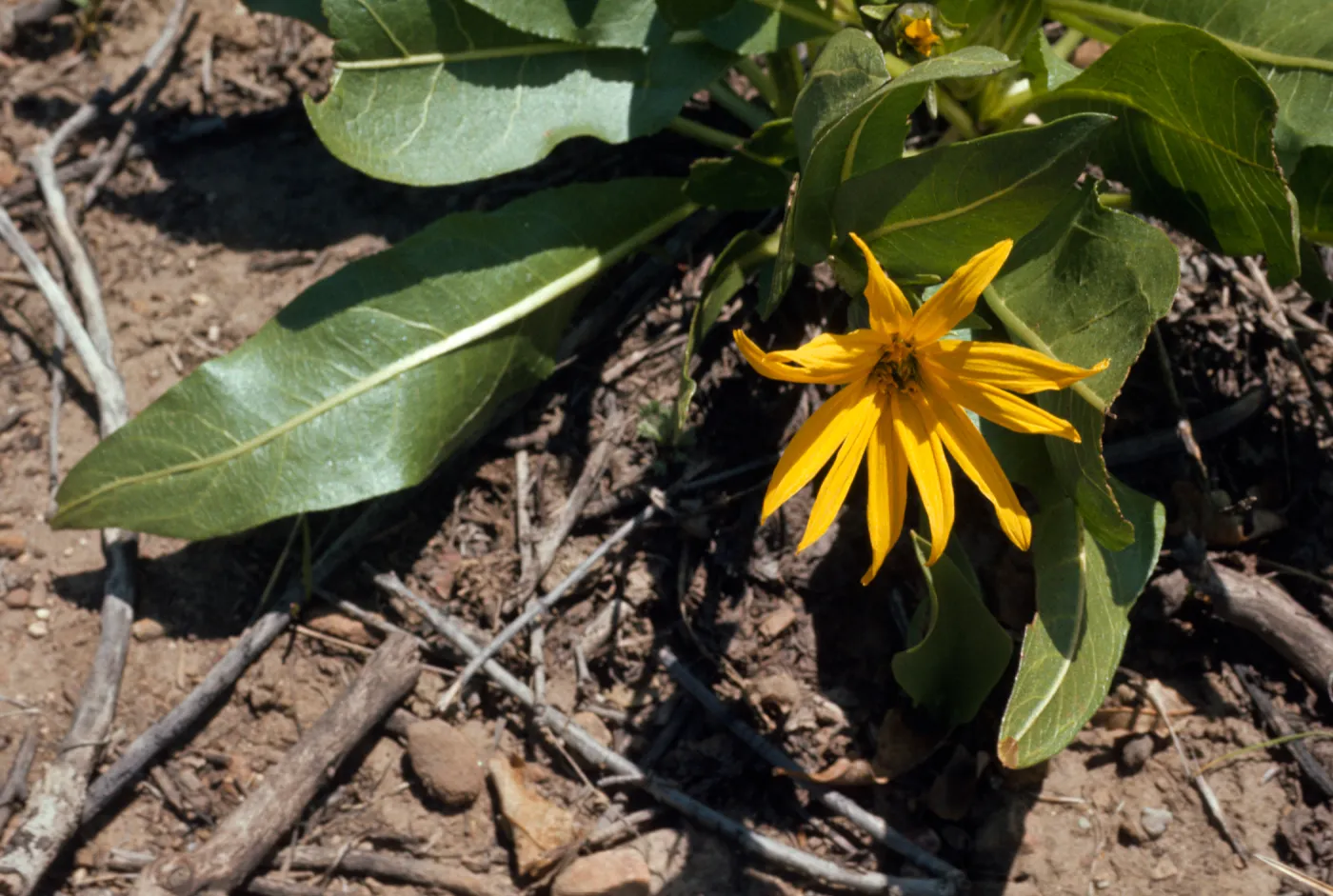 Wyethia