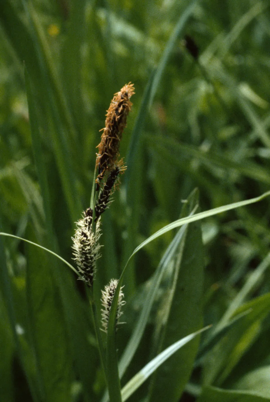 Carex