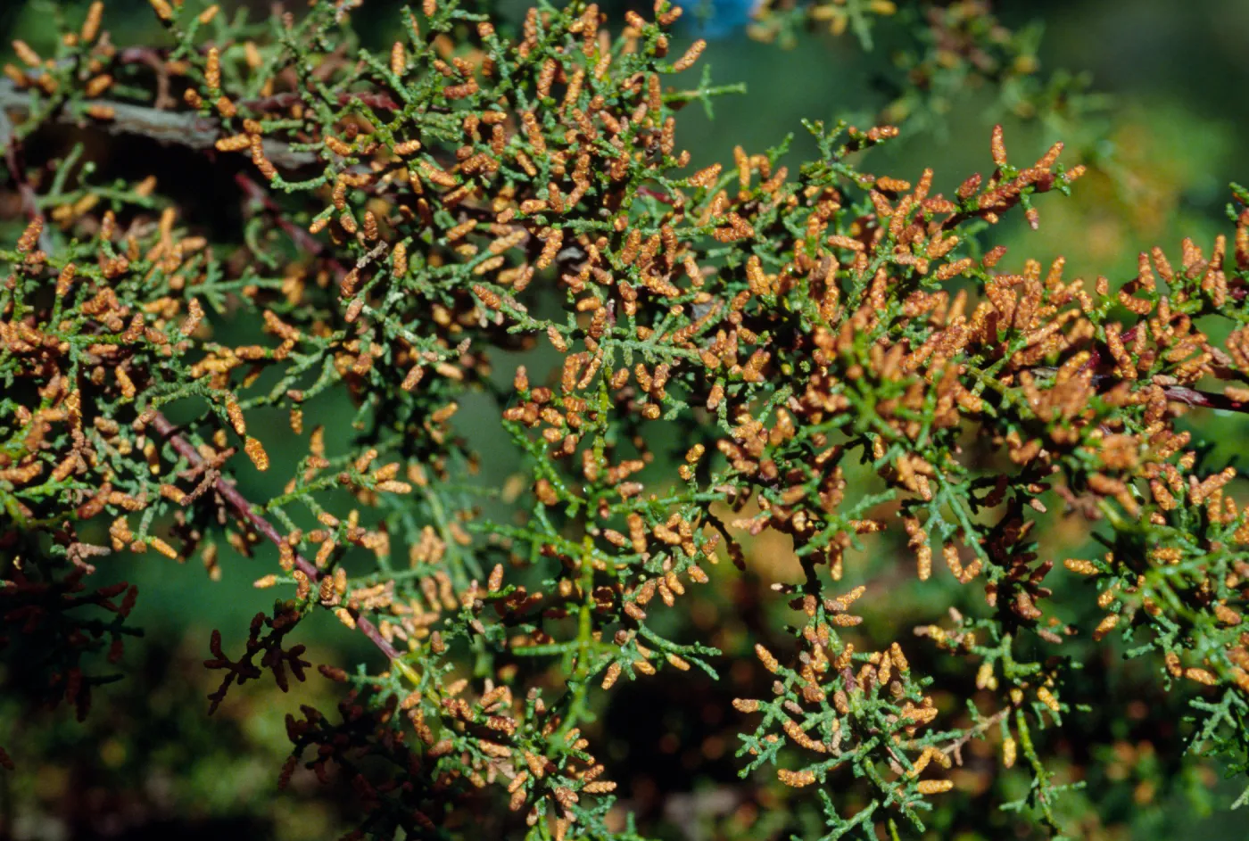 Cupressus goveniana