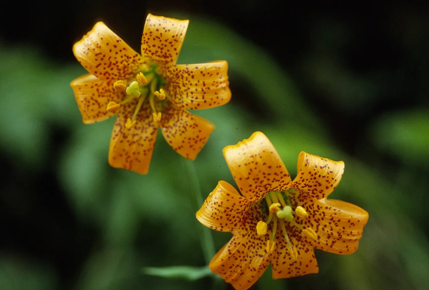 Lilium pardalinum