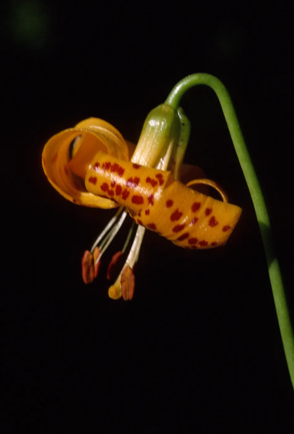 Lilium kelleyamum