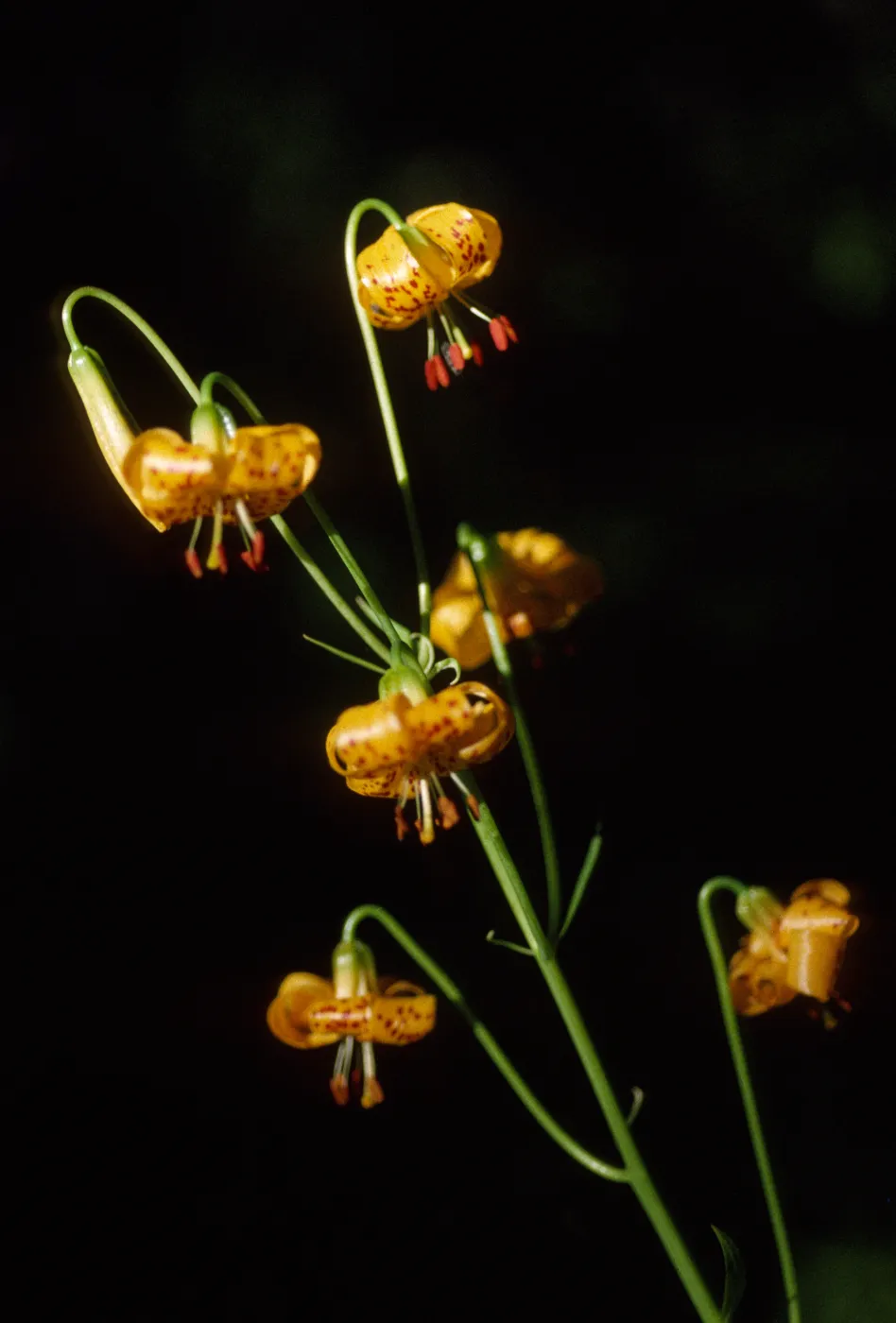 Lilium kelleyamum