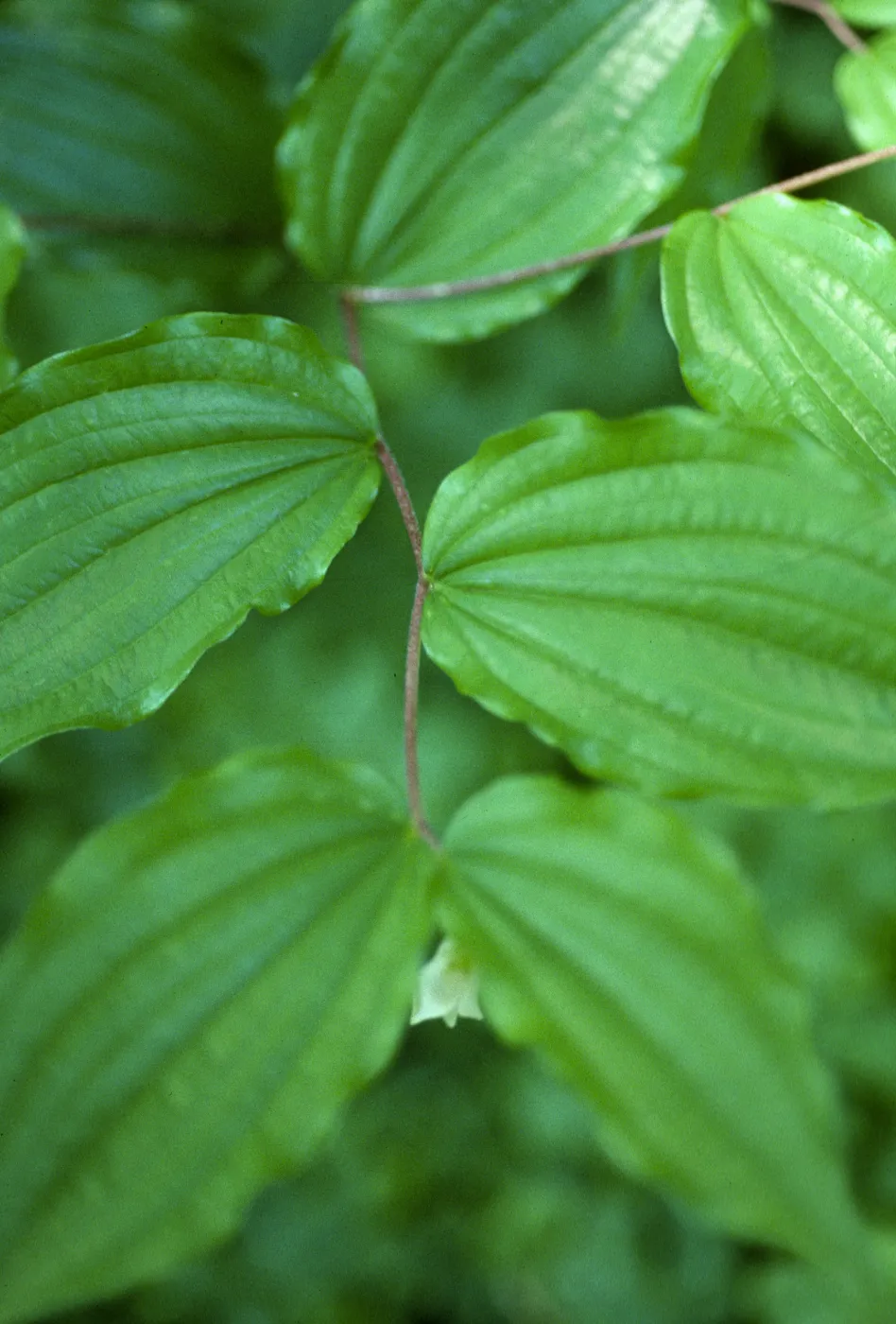 Disporum smithii