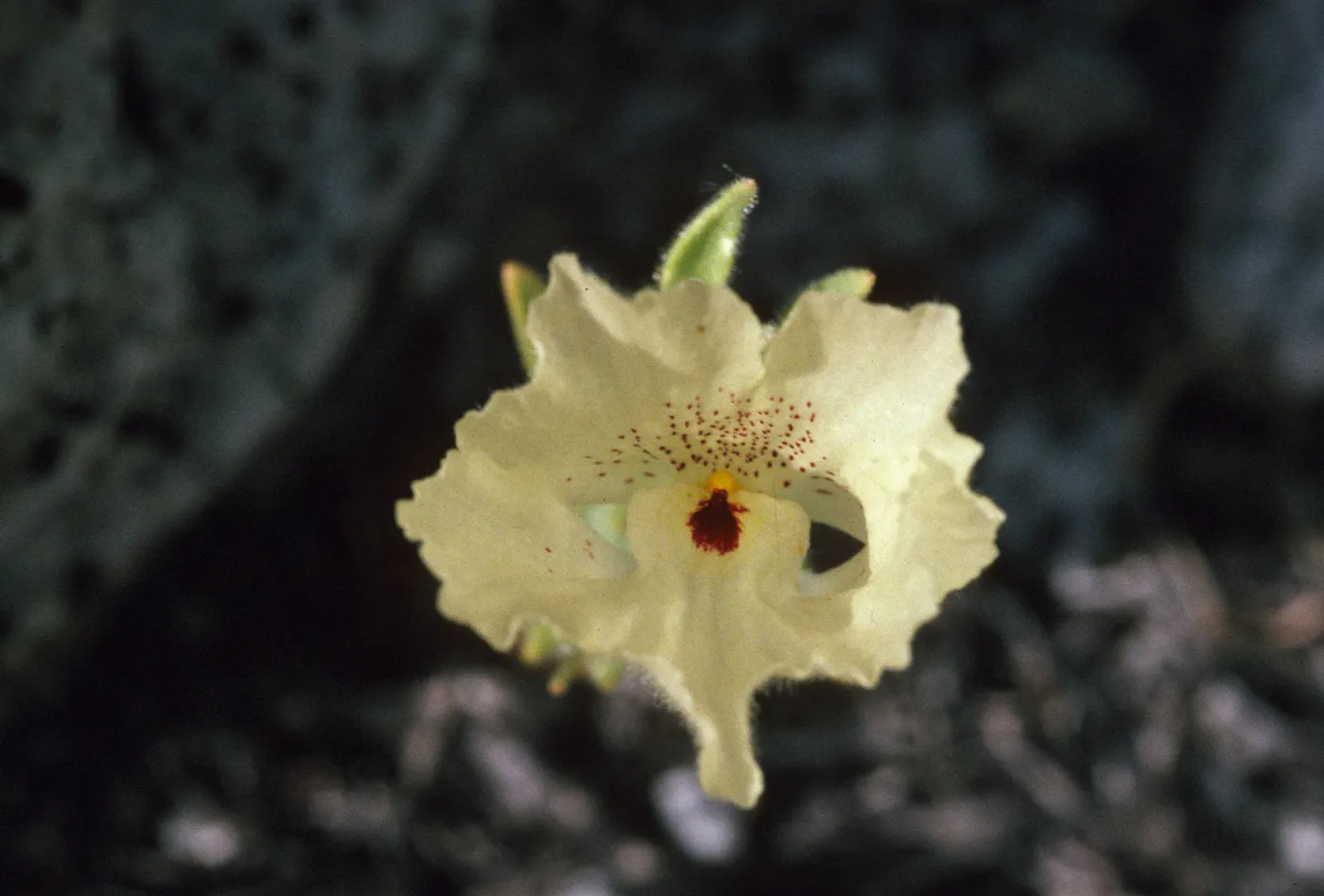 Mohavea confertiflora