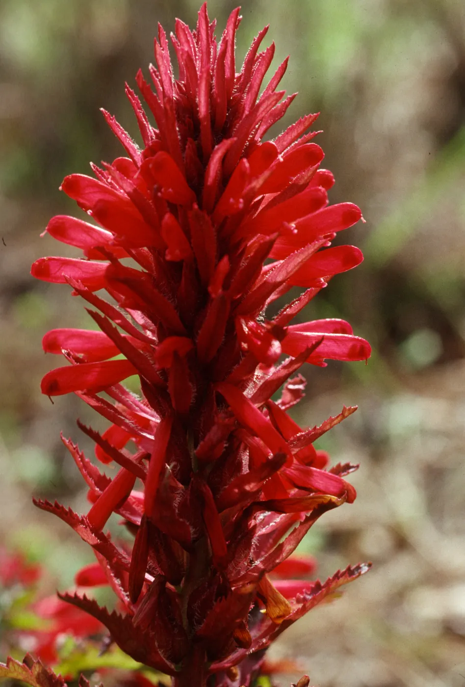 Pedicularis densiflora Mt Hamilton