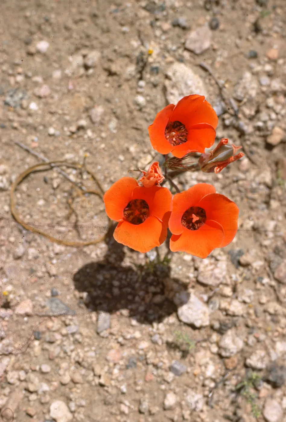 Calochortus kennedyi