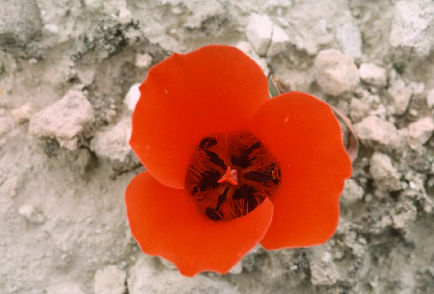 Calochortus kennedyi