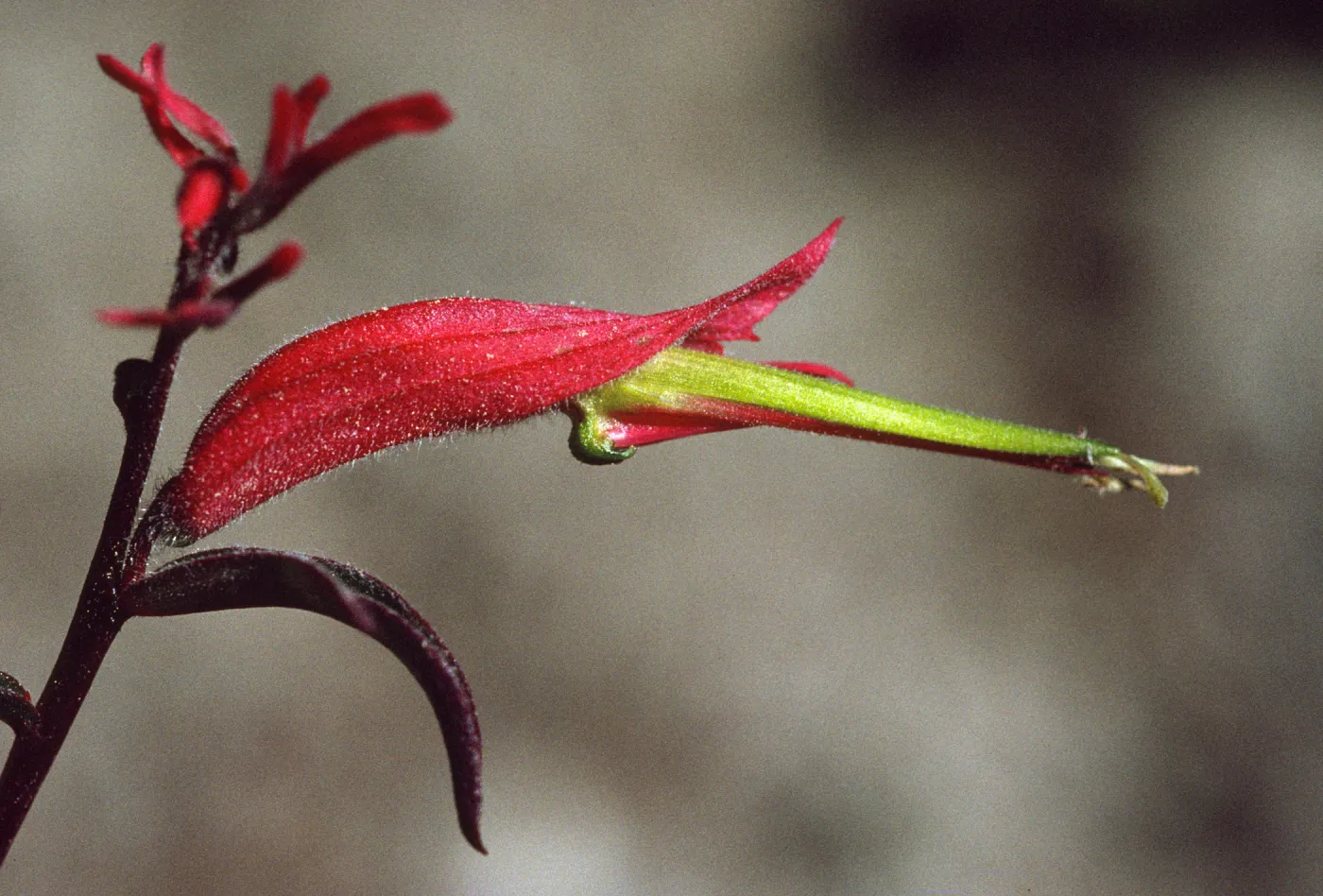 Castilleja linariiflora
