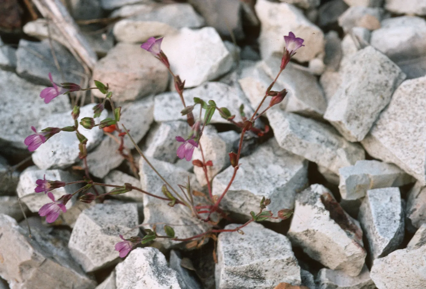 Collinsia antonina