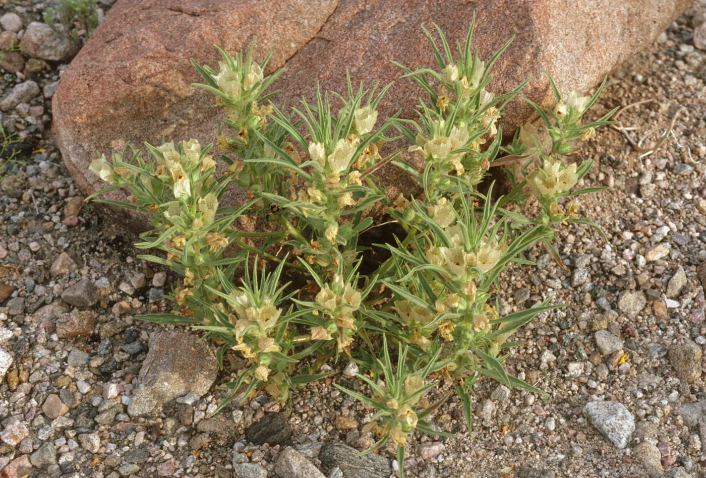 Mohavea confertiflora