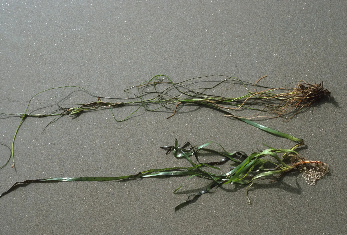 Zostera marina