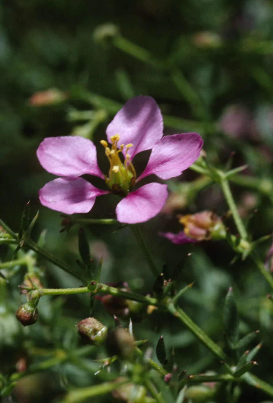 Fagonia laevis
