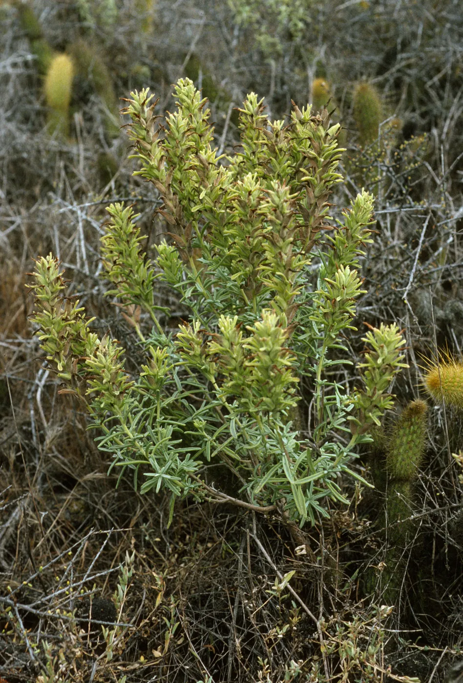 Castilleja grisea