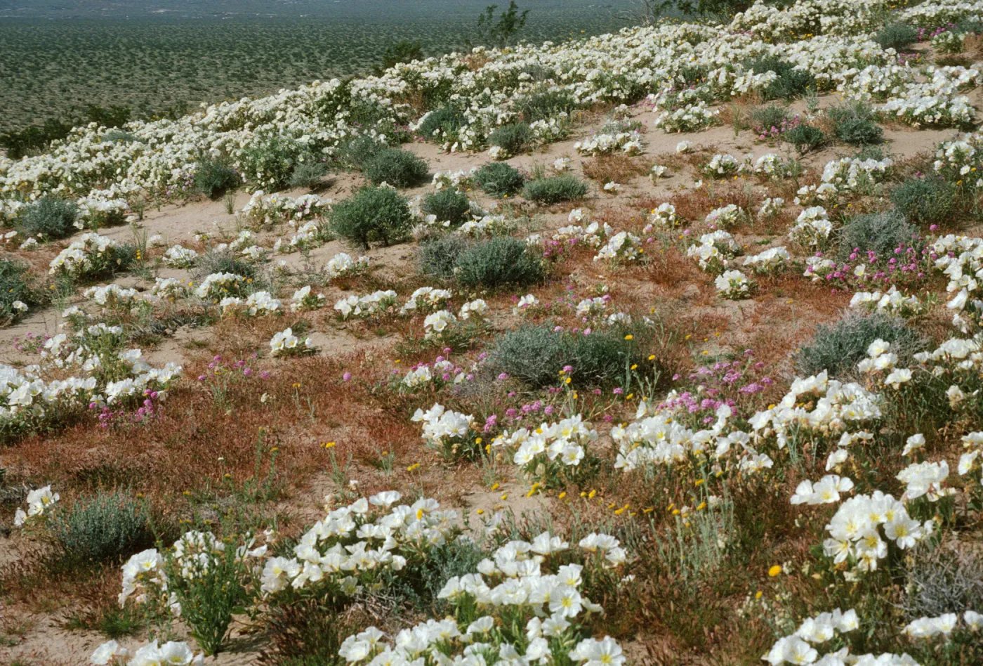 Oenothera californica