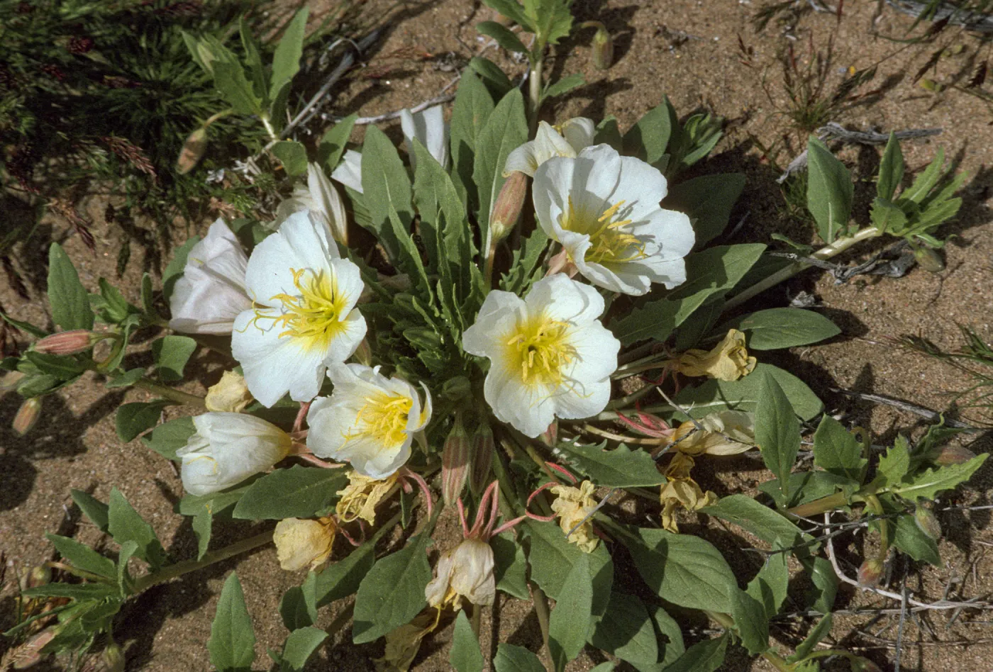 Oenothera californica