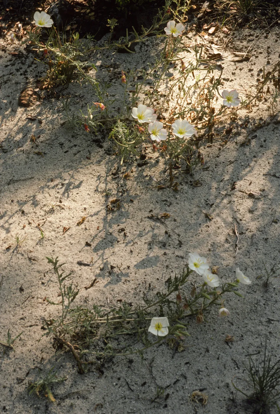 Oenothera californica howellii