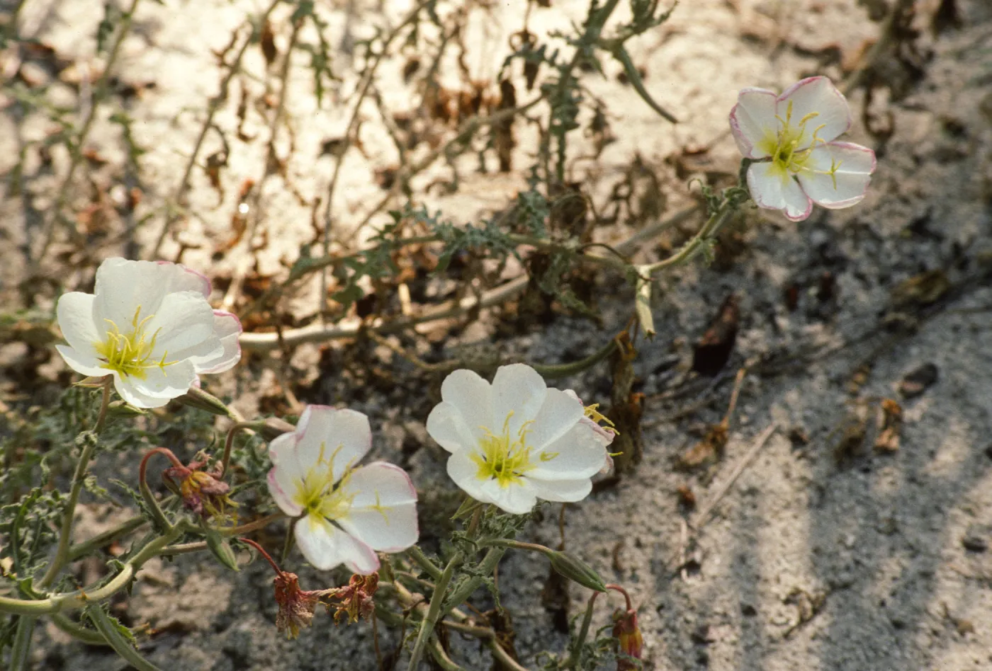 Oenothera californica howellii