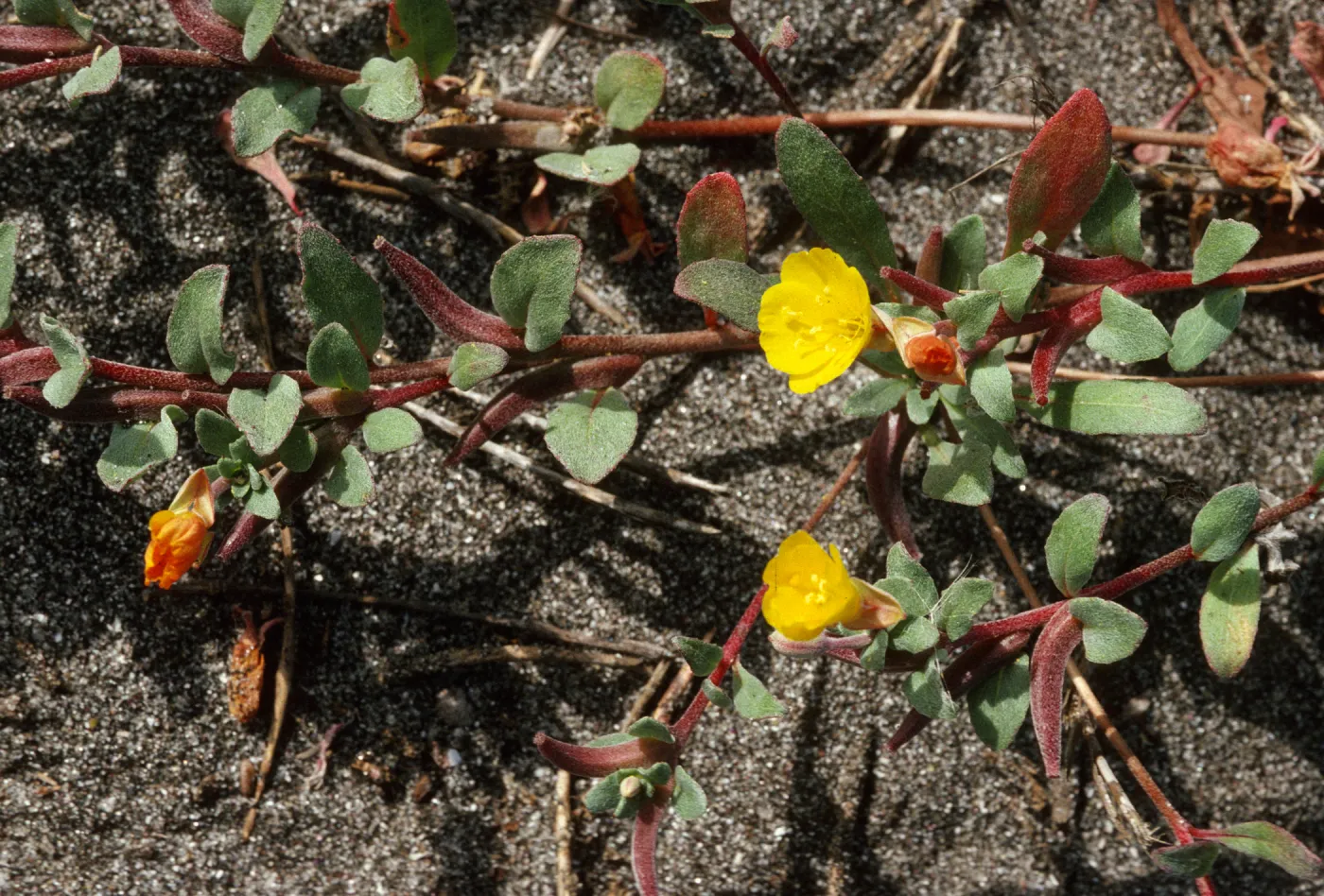 Camissonia cheiranthifolia